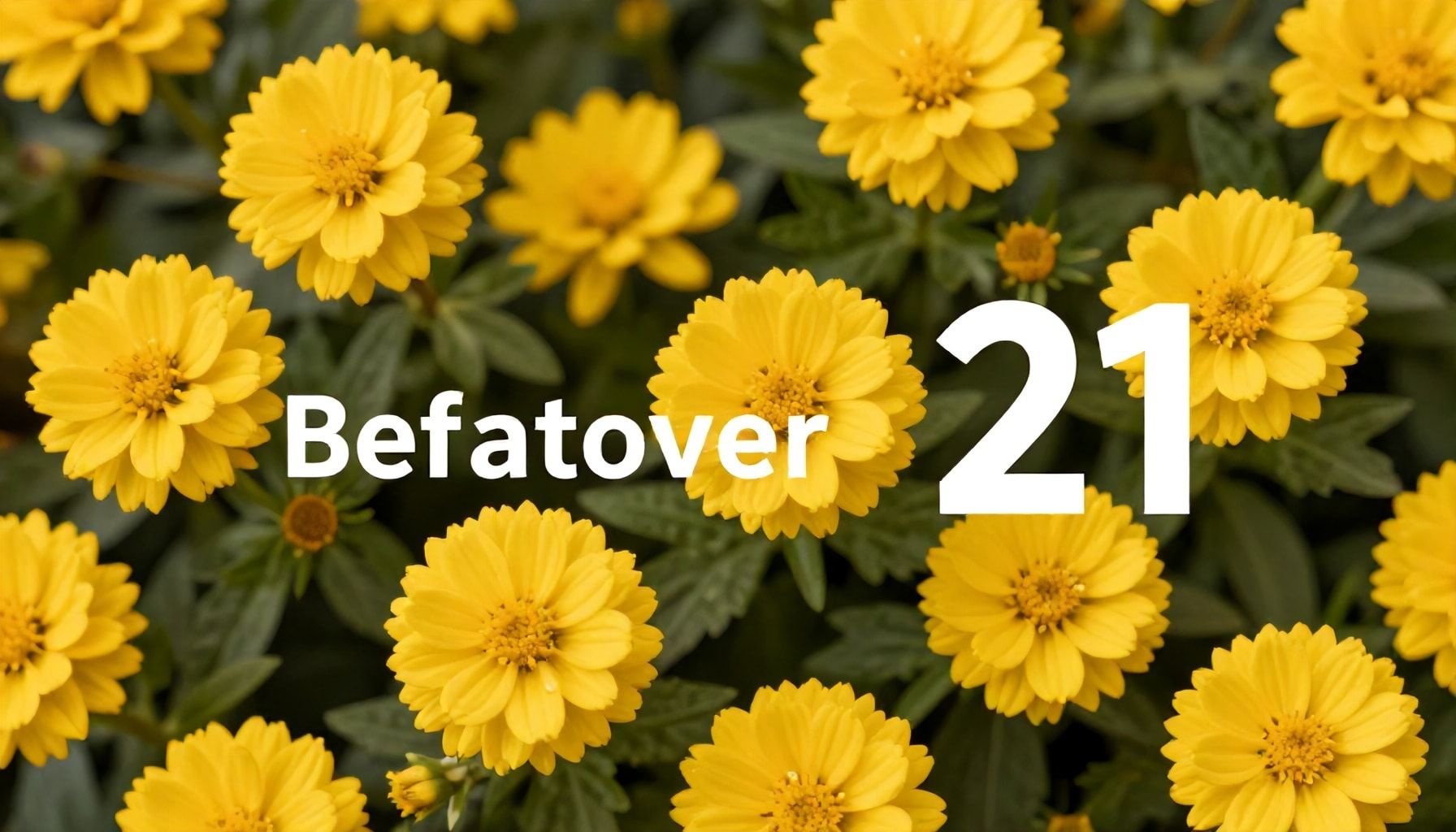 Se regalan flores amarillas millones de veces el 21 de septiembre en todo el mundo 3 Por qué las flores amarillas se regalan en todo el mundo