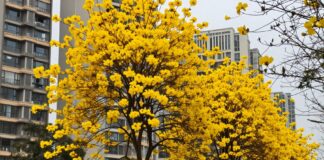 Las primeras flores amarillas de la primavera se ven en la ciudad el 15 de abril.