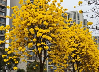 Las primeras flores amarillas de la primavera se ven en la ciudad el 15 de abril.