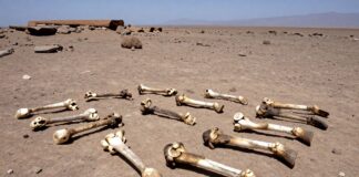Descubren 15 restos de patas de mula en una isla de Chile de 3.000 años de antigüedad.