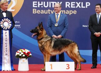 El primer perro pastor belga ganador del concurso de belleza en Europa».