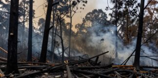 Desastre ambiental en Sierra Gorda: 150 hectáreas arrasadas por incendio forestal